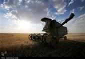 برداشت  گندم و جو دیم از مزارع همدان