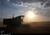 برداشت  گندم و جو دیم از مزارع همدان