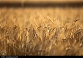 برداشت  گندم و جو دیم از مزارع همدان