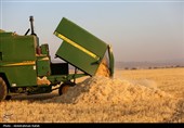 برداشت  گندم و جو دیم از مزارع همدان