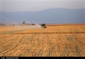 برداشت  گندم و جو دیم از مزارع همدان