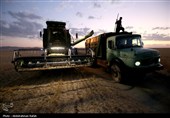 برداشت  گندم و جو دیم از مزارع همدان