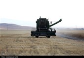 برداشت  گندم و جو دیم از مزارع همدان
