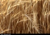 برداشت  گندم و جو دیم از مزارع همدان