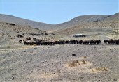 اخطار خروج به عشایری که غیرقانونی در مراتع ملایر استقرار یافتند