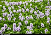 هجوم  سنبل آبی به رگ‌های حیاتی شرق گیلان