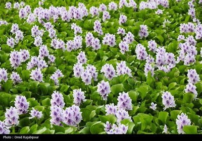 هجوم  سنبل آبی به رگ‌های حیاتی شرق گیلان