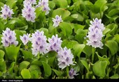 هجوم  سنبل آبی به رگ‌های حیاتی شرق گیلان