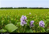 هجوم  سنبل آبی به رگ‌های حیاتی شرق گیلان
