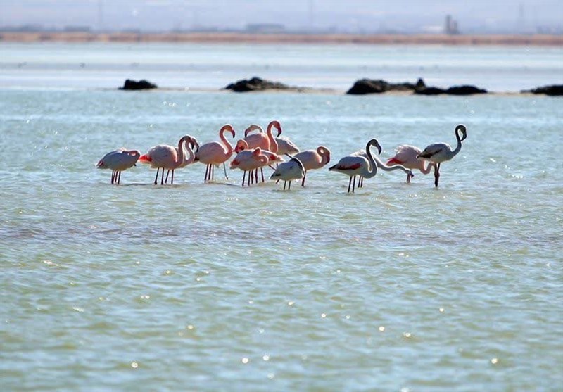 اخبار اراک ,