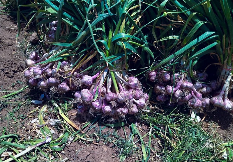 اخبار استان همدان , اخبار همدان ,