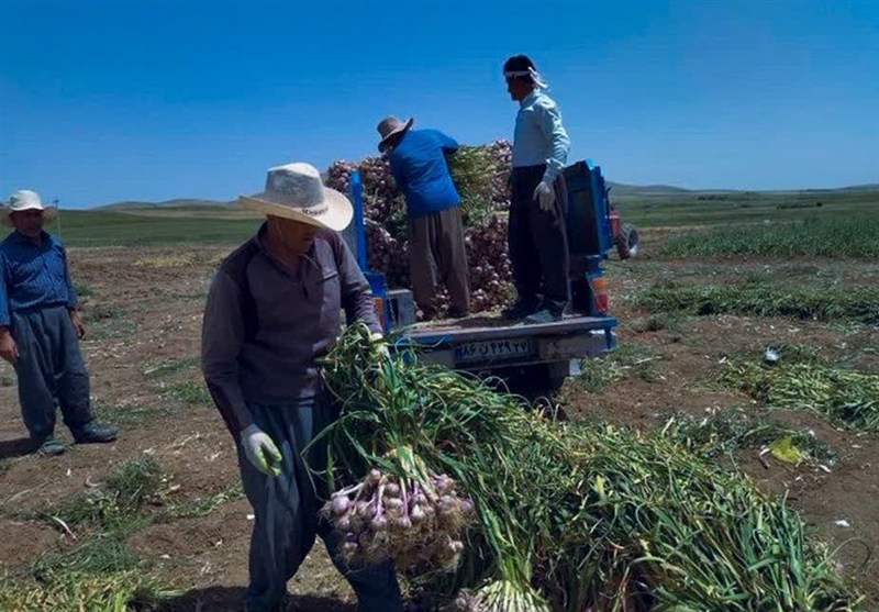 اخبار استان همدان , اخبار همدان ,