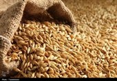 کشف 10 تن گندم خارج از شبکه توزیع در سلطانیه