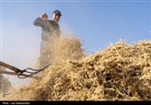 גידול חמצה בדלפאן