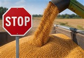 ممنوعیت واردات گندم در قزاقستان؛ زنگ خطر برای اتحادیه اوراسیا