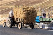 برداشت یک‌تنی نخود از هر هکتار در مزارع دلفان