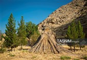 بازماندگان هنر کهن بوریابافی- زرقان فارس