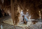 بازماندگان هنر کهن بوریابافی- زرقان فارس