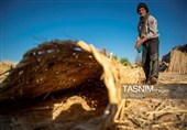 بازماندگان هنر کهن بوریابافی- زرقان فارس
