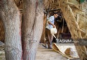 بازماندگان هنر کهن بوریابافی- زرقان فارس