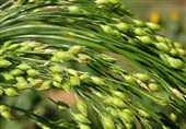 ارزن‌های علوفه‌ای؛ جایگزین استراتژیک ذرت در مزارع نیمه‌خشک فارس