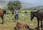 یک جایزه از پاریس و یک حضور جهانی برای «دوچرخه آبی»