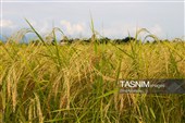 برداشت مکانیزه برنج در روستای بی بالان گیلان