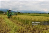برداشت مکانیزه برنج در روستای بی بالان گیلان