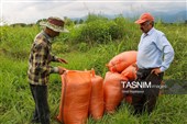 برداشت مکانیزه برنج در روستای بی بالان گیلان