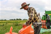 برداشت مکانیزه برنج در روستای بی بالان گیلان
