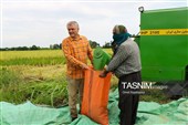 برداشت مکانیزه برنج در روستای بی بالان گیلان