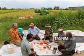 برداشت مکانیزه برنج در روستای بی بالان گیلان