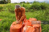 برداشت مکانیزه برنج در روستای بی بالان گیلان