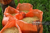 برداشت مکانیزه برنج در روستای بی بالان گیلان