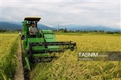 برداشت مکانیزه برنج در روستای بی بالان گیلان