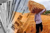 پرداخت 85 هزار میلیارد از مطالبات گندمکاران؛ حمایت از امنیت غذایی کشور