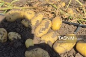 از دل خاک تا بازار؛ آغاز برداشت سیب‌زمینی در اردبیل