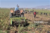 از دل خاک تا بازار؛ آغاز برداشت سیب‌زمینی در اردبیل