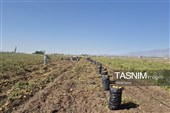 از دل خاک تا بازار؛ آغاز برداشت سیب‌زمینی در اردبیل