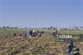 از دل خاک تا بازار؛ آغاز برداشت سیب‌زمینی در اردبیل