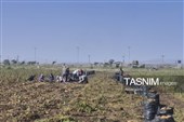از دل خاک تا بازار؛ آغاز برداشت سیب‌زمینی در اردبیل