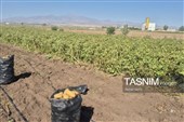 از دل خاک تا بازار؛ آغاز برداشت سیب‌زمینی در اردبیل