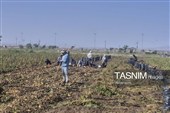 از دل خاک تا بازار؛ آغاز برداشت سیب‌زمینی در اردبیل