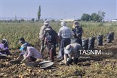 از دل خاک تا بازار؛ آغاز برداشت سیب‌زمینی در اردبیل