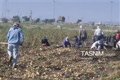از دل خاک تا بازار؛ آغاز برداشت سیب‌زمینی در اردبیل