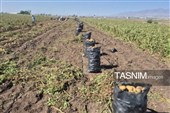 از دل خاک تا بازار؛ آغاز برداشت سیب‌زمینی در اردبیل