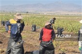 از دل خاک تا بازار؛ آغاز برداشت سیب‌زمینی در اردبیل