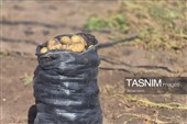 از دل خاک تا بازار؛ آغاز برداشت سیب‌زمینی در اردبیل