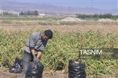 از دل خاک تا بازار؛ آغاز برداشت سیب‌زمینی در اردبیل
