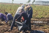 از دل خاک تا بازار؛ آغاز برداشت سیب‌زمینی در اردبیل